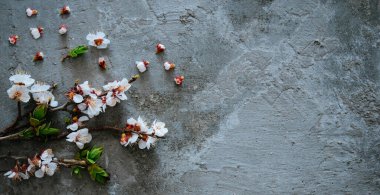 Koyu beton arka planda bahar çiçekleri. Fotokopi arkaplanı. Elma dalı çerçevesi. Bahar çiçekleri. Bahar arka planı. Üst görünüm.