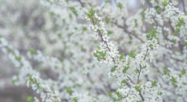 Beyaz çiçekli bahar arkaplan sanatı. Çiçek açan ağaçla güzel bir doğa sahnesi. Paskalya güneşli bir gün. Bahar çiçekleri. Güzel meyve bahçesi. Bulanık arkaplan. İlkbahar.