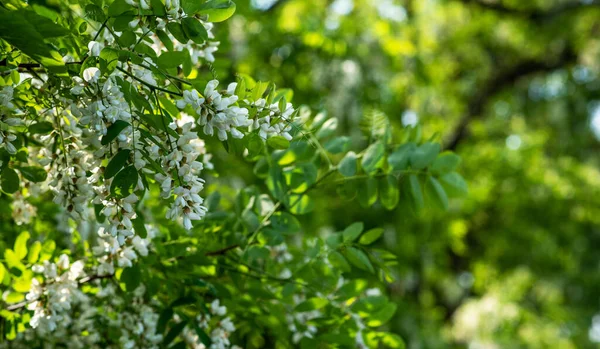 Ακακία Ανθίζει Την Άνοιξη Λουλούδια Υποκατάστημα Πράσινο Φόντο Λευκή Ακακία — Φωτογραφία Αρχείου