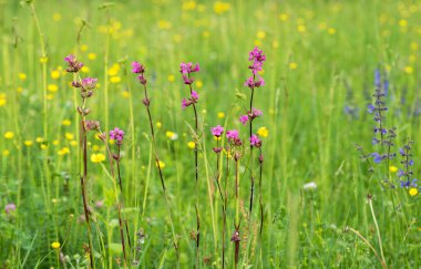 Arka plan, bulanık çimen çiçekleri. Klasik arka plan küçük çiçekler, doğa güzel, tonlama tasarımı bahar doğası, bitkiler. Çiçek tarlası.
