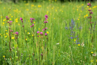 Bahar arkaplanı, bulanık çimen çayırı. Küçük çiçekler, doğa güzel, tonlama tasarımı bahar doğası, bitkiler. Çiçek alp tarlası.
