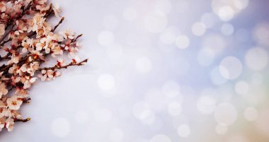 Çiçekli bahar arkaplanı çok güzel. Açık mavi arka planda yumuşak odaklı kayısı dalları. Kopya alanı olan Paskalya ve bahar tebrik kartları için.