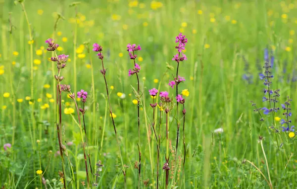 Arka plan, bulanık çimen çiçekleri. Klasik arka plan küçük çiçekler, doğa güzel, tonlama tasarımı bahar doğası, bitkiler. Çiçek tarlası.