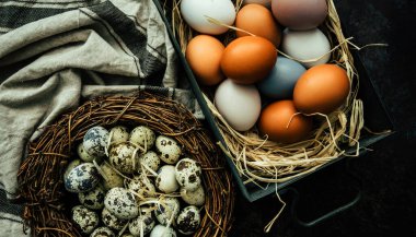 Paskalya yumurtaları gri arka planda yuvada. Paskalya arkaplanı, yumurta ve bahar çiçekleri. Kopyalama alanı olan üst görünüm.