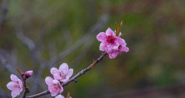 Ilık baharın kiraz çiçekleri. Taze yeşil ağaç yaprakları. Güzel Japon süs kirazları pembeye yakın çekimde. Doğal arkaplan.