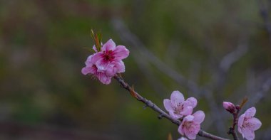 Ilık baharın kiraz çiçekleri. Taze yeşil ağaç yaprakları. Güzel Japon süs kirazları pembeye yakın çekimde. Doğal arkaplan.
