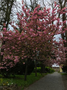 Ilık baharın kiraz çiçekleri. Taze yeşil ağaç yaprakları. Güzel Japon süs kirazları pembeye yakın çekimde. Doğal arkaplan.