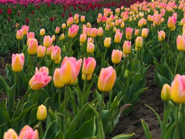 Bahar manzarasının arka planında parlak ve renkli çiçekler. Renkli lale grubu. Çiçek lalesi güneş ışığıyla aydınlatılır. Yumuşak seçici odaklanma. Tonlanmış görüntü. Retro tahıl ve gürültü etkisi.