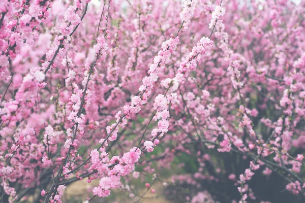 Sfondo Fiore Primavera Bella Scena Naturale Con Albero Fiore Fiori — Foto Stock