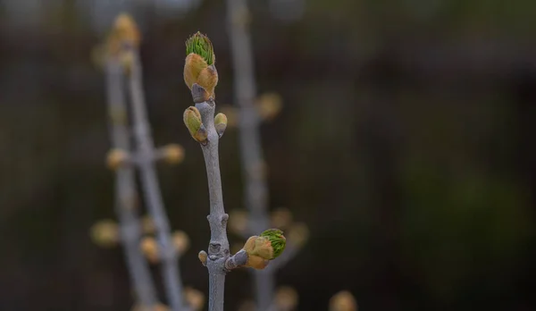 Våren Blommar Bakgrund Vacker Naturscen Med Blommande Träd Vårblommor Vacker — Stockfoto