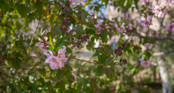 春の花の背景 満開の木と美しい自然シーン 春の花 美しいオーチャード アブストラクトぼやけた背景 — ストック写真