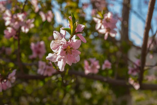 暖かい春の甘い桜 新鮮な緑の木の葉 ピンク色の美しい日本の観賞用チェリーがクローズアップされています 自然背景 — ストック写真