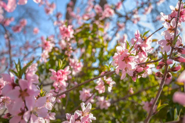 春の花の背景 満開の木と美しい自然シーン 春の花 美しいオーチャード アブストラクトぼやけた背景 — ストック写真