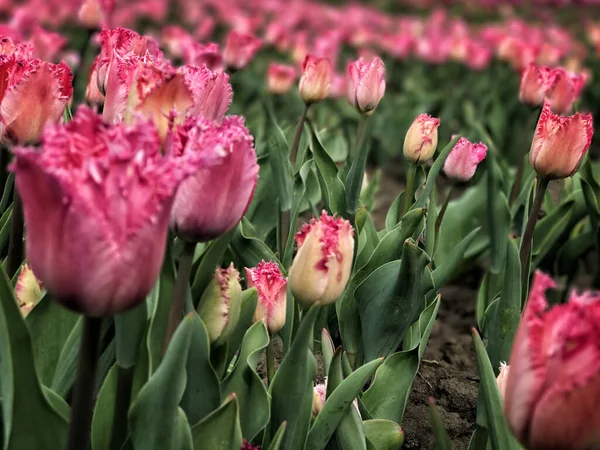 Jasne Kolorowe Kwiaty Tle Wiosennego Krajobrazu Grupa Kolorowych Tulipanów Tulipan — Zdjęcie stockowe