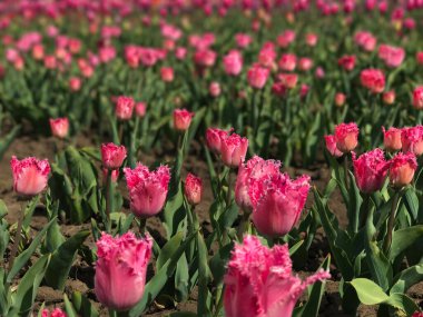 Bahar manzarasının arka planında parlak ve renkli çiçekler. Renkli lale grubu. Çiçek lalesi güneş ışığıyla aydınlatılır. Yumuşak seçici odaklanma. Tonlanmış görüntü. Retro tahıl ve gürültü etkisi.