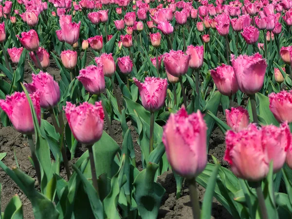 春の風景を背景に明るくカラフルな花 カラフルなチューリップのグループ 太陽の光で照らされた花チューリップ 柔らかい選択的フォーカス — ストック写真