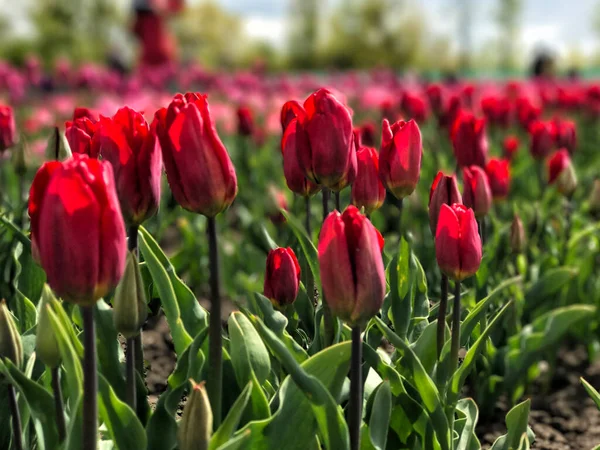 Jasne Kolorowe Kwiaty Tle Wiosennego Krajobrazu Grupa Kolorowych Tulipanów Tulipan — Zdjęcie stockowe