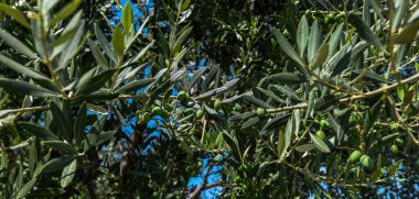 Zeytin ve yapraklı zeytin dalı. Sonbaharda zeytin ağacı. Sezonun doğal görüntüsü. Ekstra saf zeytinyağı yapmak için hasat hazır. Doğal güneşli tarımsal gıda geçmişi. Yakın plan fotoğraf..