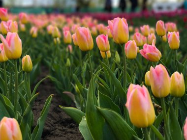 Bahar manzarasının arka planında parlak ve renkli çiçekler. Renkli lale grubu. Çiçek lalesi güneş ışığıyla aydınlatılır. Yumuşak seçici odaklanma. Tonlanmış görüntü. Retro tahıl ve gürültü etkisi.