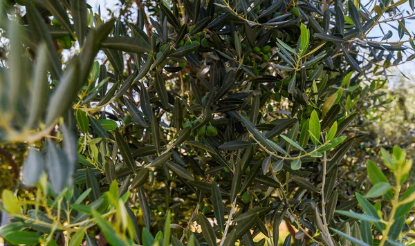 Olive Branch Olives Leaves Olive Tree Autumn Season Nature Image — Stock Photo, Image