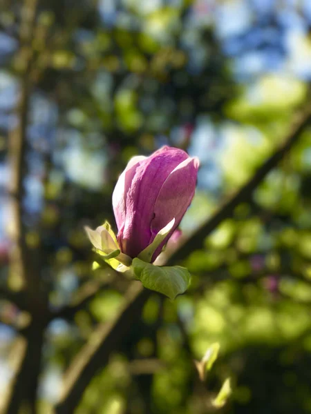 Bloemenmagnolia Botanische Decoratie Concept Bloemenkunst Achtergrond Van Natuur Bloemen Bloei — Stockfoto