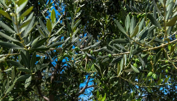 オリーブと葉のオリーブの枝 秋のオリーブの木 季節の自然画像 エキストラバージンオリーブオイルを作る準備ができて収穫 自然の日当たりの良い農業食品の背景 閉鎖写真 — ストック写真