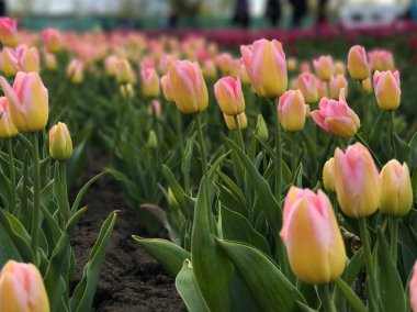 Bahar manzarasının arka planında parlak ve renkli çiçekler. Renkli lale grubu. Çiçek lalesi güneş ışığıyla aydınlatılır. Yumuşak seçici odaklanma. Tonlanmış görüntü. Retro tahıl ve gürültü etkisi.