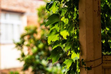 Ivy wraps around the column, creating a vibrant green contrast with the brick wall in the background. The lush foliage completely covers the architectural elements.