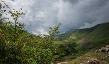 Keskin dallardan ve yapraklardan oluşan bir ön planda fırtınalı bir gökyüzünün altında yuvarlanan yeşil tepeler var.