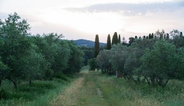 Tuscan kırsalında, olgun ağaçlar ve selvi siluetleriyle çevrili zeytinliklerin arasından gün batımında yuvarlanan tepelere uzanan dar bir çim yolu kesiyor. Yaz bitkileri yemyeşil.