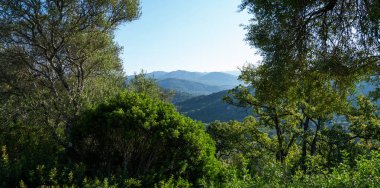 Karışık yeşilliğin yemyeşil önplanı berrak bir gökyüzünün altındaki yumuşak dağ yamaçlarının manzarasını çerçeveliyor.