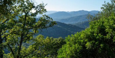 Karışık yeşilliğin yemyeşil önplanı berrak bir gökyüzünün altındaki yumuşak dağ yamaçlarının manzarasını çerçeveliyor.