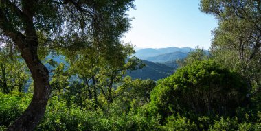 Karışık yeşilliğin yemyeşil önplanı berrak bir gökyüzünün altındaki yumuşak dağ yamaçlarının manzarasını çerçeveliyor.