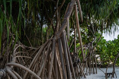 Maldivler 'deki kumlu sahil toprağında yetişen vida çam ağaçlarının (Pandanus tectorius) hava yapışkan kökleri, uzun kayış benzeri yeşil yapraklar ve gövdeyi destekleyen yoğun destek kök yapıları ile,.