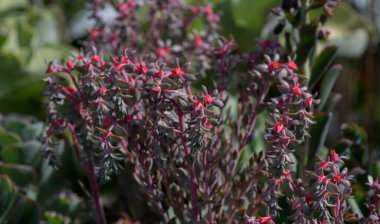 Yeşil yapraklarla çevrili canlı kırmızı ve mor sulu çiçeklerin yakın çekimi, doğal güneş ışığındaki bir bahçenin karmaşık detaylarını gözler önüne seriyor..