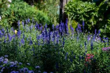 Parlak güneş ışığı altında yemyeşil yapraklarla çevrili uzun mor salvia çiçeklerinden oluşan canlı bir çiçek bahçesi huzurlu ve renkli bir doğal manzara yaratıyor..