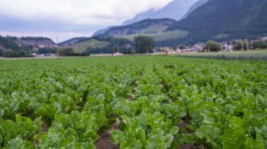 İsviçre, Saint-Maurice yakınlarındaki yeşil pancar tarlası verimli Rhone Vadisi boyunca uzanır. Genç bitkiler bulutlu gökyüzünün altında düzenli sıralarda büyür. Arka planda köy evleri vardır..