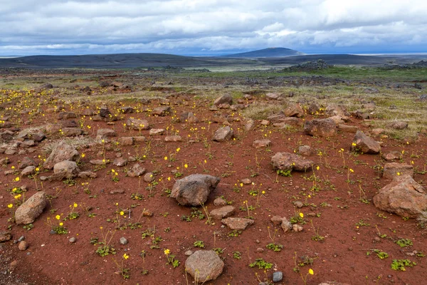 Sárga virágok, moha sziklás és vörös barna agyag Landmannalaugar táj. — Stock Fotó