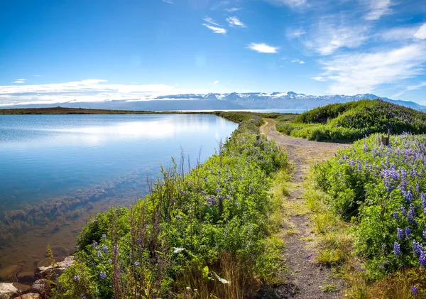 Καλοκαίρι μπλε και πράσινο πανόραμα Ισλανδία. Δρόμος κοντά στη λίμνη, λειμώνες λούπινων — Φωτογραφία Αρχείου