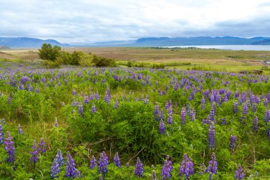 Yaz İzlanda Panoraması Lupin çiçekleri ile mavi gökyüzünün altında çayırlar