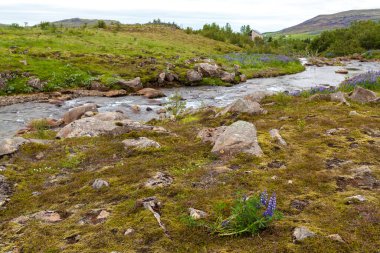 Yeşil çayırlar ve lupinler arasında nehir kıyısında yaz İzlanda manzarası.