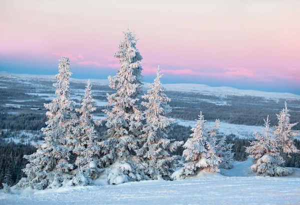 Frozen snow-covered forest at Kvitfjell Ski Resort at sunset Stock Picture