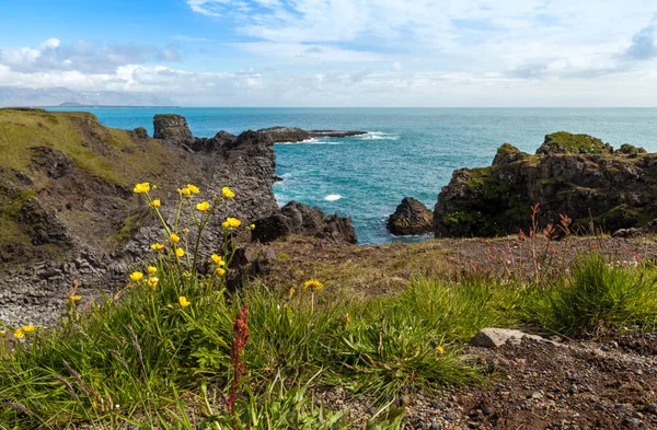 Blumen in der isländischen Landschaft an der grünen Felsenküste über dem türkisfarbenen Ozean — Stockfoto