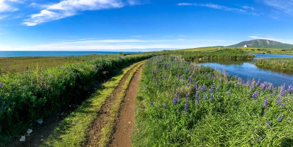 Sommer-Island-Panorama. Weg entlang von Seen, Büschen und Lupinen zu den Fjorden — Stockfoto