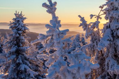Noel manzarası arka planı. Gün batımında karla kaplı muhteşem bir ladin.. 