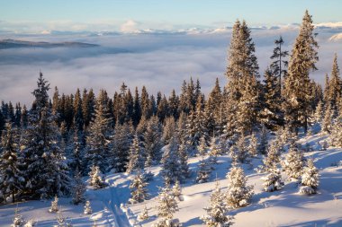 Donmuş beyaz karla kaplı kozalaklı orman ve ufukta bulutlar