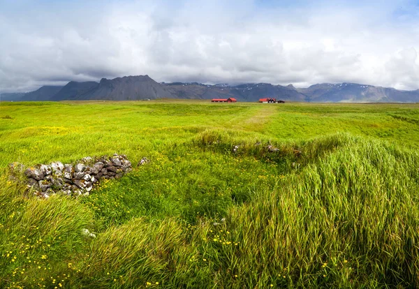 Letní pohled s kvetoucími travinami islandských luk s horami v mracích — Stock fotografie