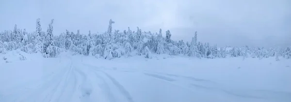 Vägen leder genom snöfält till vinterskog täckt med snö och is — Stockfoto