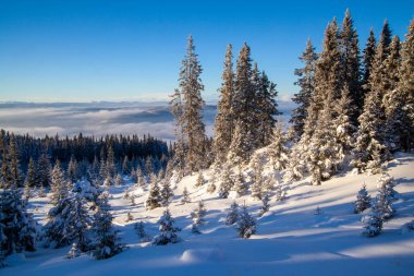 Kvitfjell kayak merkezindeki köknar ağaçlarıyla kaplı donmuş kozalaklı orman.