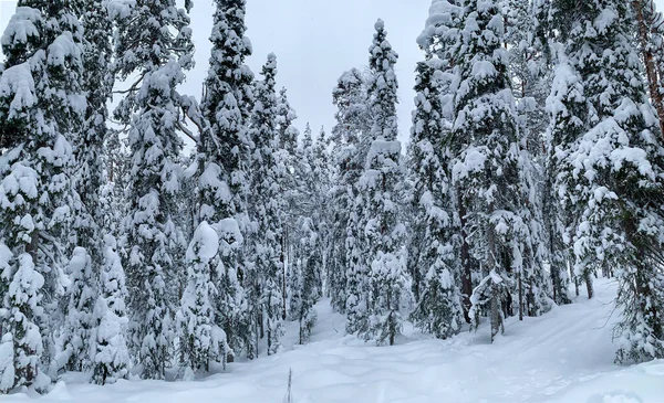 Abeto congelado y pinos en el bosque cubierto de nieve. Frío invierno x-masa paisaje —  Fotos de Stock